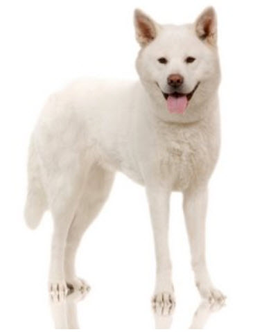 Akita  