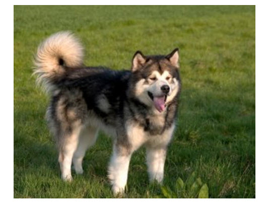 Alaskan Malamute