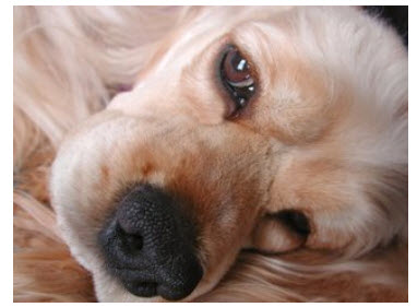 American Cocker Spaniel