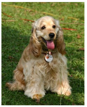 American Cocker Spaniel