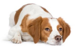 Brittany Spaniel