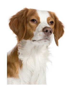 Brittany Spaniel