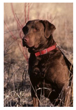 Chesapeake Bay Retriever