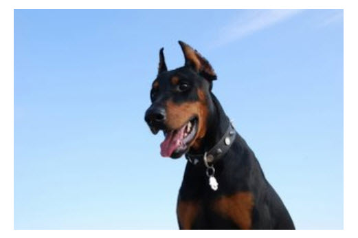 Doberman 2