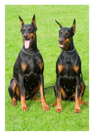 Doberman 