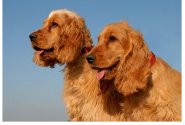 English Cocker Spaniel