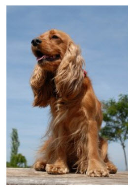 English Cocker Spaniel