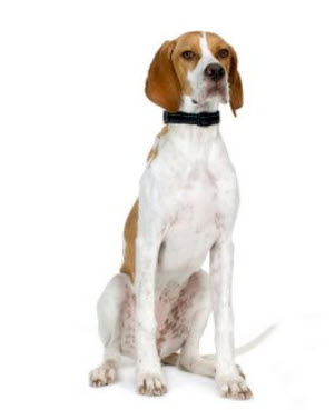 English Pointer