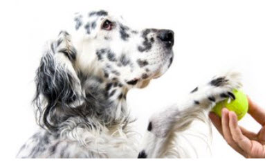 English Setter