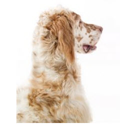 English Setter