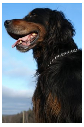 Gordon Setter