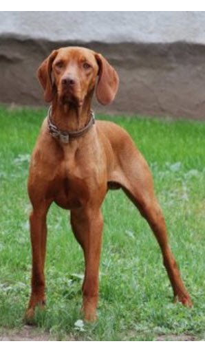 Hungarian Vizsla