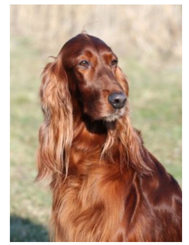 Irish Setter Dog