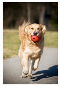 golden retriver 2